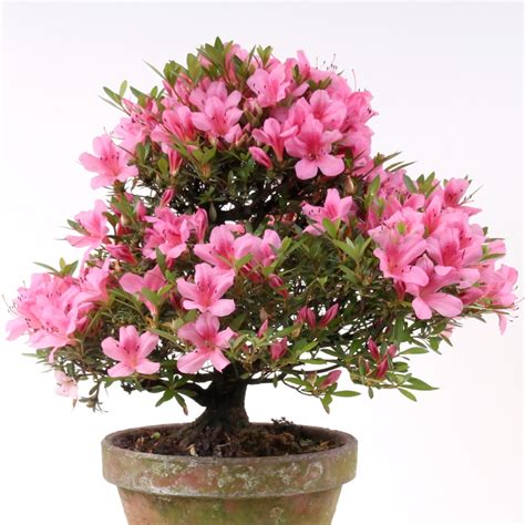 ebay bonsai|ebay bonsai kaufen.